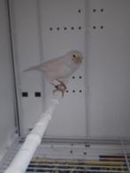 Witte kanarie pop 2023, Dieren en Toebehoren, Vrouwelijk