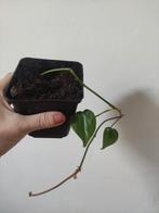 Philodendron Scandens, Huis en Inrichting, Kamerplanten, Ophalen