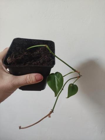 Philodendron Scandens beschikbaar voor biedingen