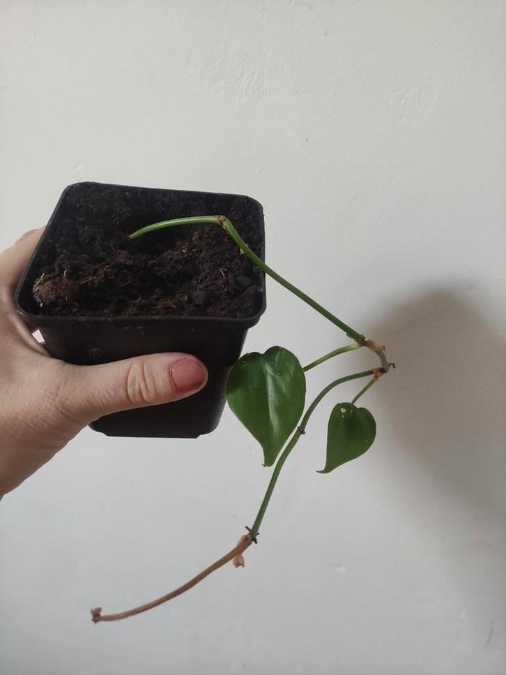Philodendron Scandens, Huis en Inrichting, Kamerplanten, Ophalen