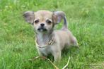 Chihuahua pups alle kleuren, Dieren en Toebehoren, Honden | Chihuahua's en Gezelschapshonden, 8 tot 15 weken, Buitenland, CDV (hondenziekte)
