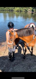 5 jarige ruin te koop, Hongre