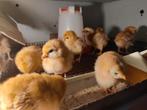 Kuikentjes legkippen, 1 week oud, Dieren en Toebehoren, Pluimvee, Geslacht onbekend, Kip