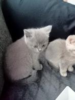 Bleu kater met stamboom, Dieren en Toebehoren, Katten en Kittens | Raskatten | Korthaar, Kater, Gechipt, 0 tot 2 jaar