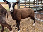 1 zwartbles ram, Dieren en Toebehoren, Mannelijk, Schaap, 0 tot 2 jaar