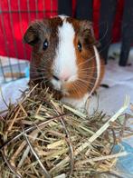 2 cavia beertjes + alle toebehoren, Dieren en Toebehoren, Knaagdieren, Mannelijk, Cavia, Tam