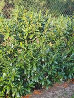Laurier: Prumus l. Herbergii, Tuin en Terras, Ophalen, Laurier, Haag, 100 tot 250 cm
