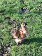 zijdehoen haan, Dieren en Toebehoren, Pluimvee, Mannelijk, Kip