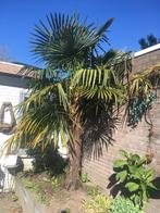 Mooie Palmboom  🌴, Jardin & Terrasse, Palmier, Enlèvement ou Envoi