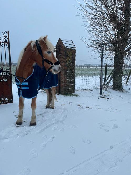 Haflinger Nestor TE KOOP !!!, Animaux & Accessoires, Chevaux, Hongre, Ne s'applique pas, Moins de 160 cm, 11 ans ou plus, Cheval de récréation