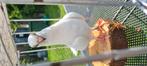 Amsterdamse tippler  wit, Dieren en Toebehoren, Vogels | Duiven