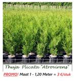 CONIFEREN THUJA ATROVIRENS 1,20 Mtr, SUPERPROMO 3€/stuk, Tuin en Terras, Ophalen, Zomer, Vaste plant, Overige soorten