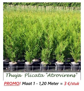 CONIFÈRES THUYA ATROVIRENS Sapins de Haie 1,20 Mtr, PROMO 3€, Enlèvement, Été, Plante fixe, Autres espèces