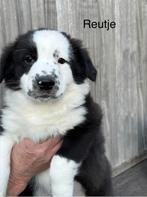 Mooie border collie puppy’s, 8 à 15 semaines, Maladie de Carré (chiens), Colley, Plusieurs