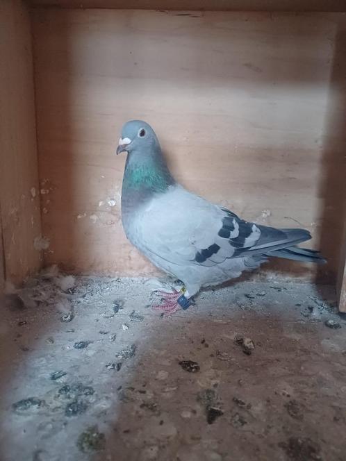 Duivinnen van verschillende jaren – wegens vermindering hokb, Dieren en Toebehoren, Vogels | Duiven, Postduif, Vrouwelijk