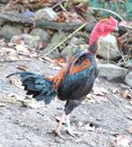 Madagascar combat le bantam - Malgache Game Bantam, Animaux & Accessoires, Volatiles, Plusieurs animaux, Poule ou poulet