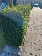 2 Taxus hagen, Tuin en Terras, Planten | Struiken en Hagen, Ophalen, Taxus