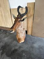 Taxidermie hartenbeest, Collections, Collections Animaux, Enlèvement, Comme neuf