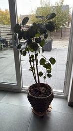 Kamerplant ( polyscias), Ophalen