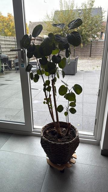 Kamerplant ( polyscias) beschikbaar voor biedingen