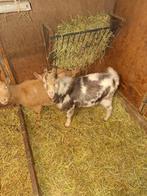 Maanvlek dekbokje, Dieren en Toebehoren, Schapen, Geiten en Varkens, Mannelijk, Geit, 0 tot 2 jaar