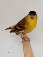 sijsjes, Dieren en Toebehoren, Mannelijk, Wildzangvogel, Geringd