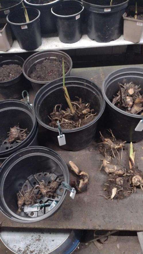Canna wortelstokken, Tuin en Terras, Planten | Tuinplanten, Ophalen
