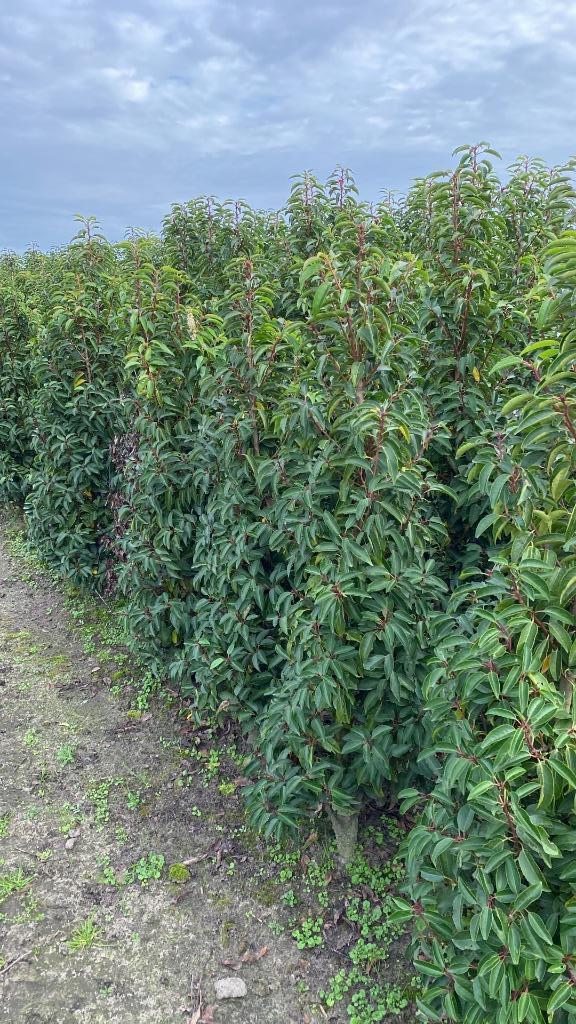 Portugese Laurier, Tuin en Terras, Planten | Struiken en Hagen, Struik, Laurier, Ophalen of Verzenden