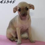 Chihuahua pups met een groots karakter !, Dieren en Toebehoren, Honden | Chihuahua's en Gezelschapshonden, 15 weken tot 1 jaar