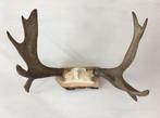 Groot gewei van eland wanddecoratie 77 cm - elk (moose), Ophalen of Verzenden, Gebruikt, Wild dier, Gewei of Kop