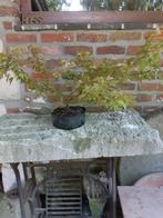 Acer buergerianum voor Bonsai, Tuin en Terras, Planten | Bomen, Ophalen