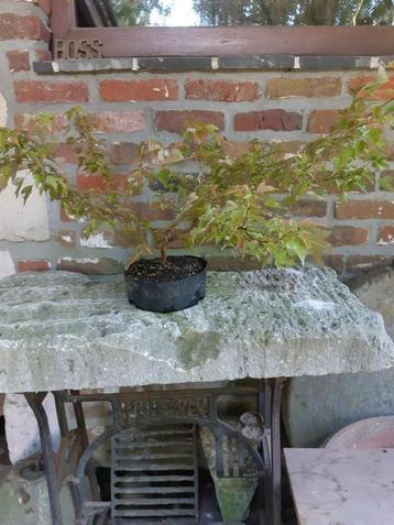 Acer buergerianum voor Bonsai beschikbaar voor biedingen