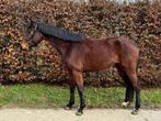 3,5j Chacco Chacco merrie, Dieren en Toebehoren, Paarden, Merrie, Springpaard, Met stamboom, 3 tot 6 jaar