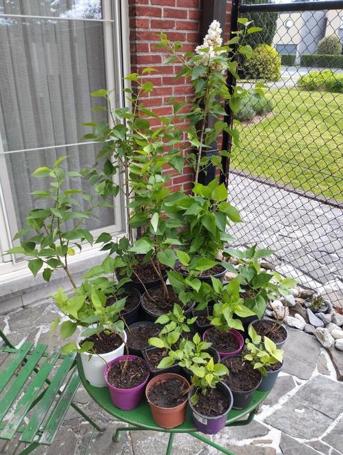 15 witte seringen in pot, Tuin en Terras, Planten | Struiken en Hagen, Struik, Overige soorten, Minder dan 100 cm, Ophalen
