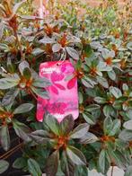 azalea's japonica te koop, Tuin en Terras, Planten | Tuinplanten, Ophalen, Vaste plant
