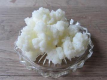 Melkkefir bloemetjes beschikbaar voor biedingen