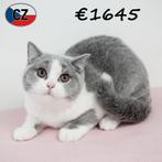 Superbes chatons British Shorthair à vendre, Plusieurs animaux, Vermifugé, 0 à 2 ans