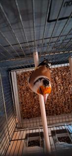 Mâle chardonneret 2025, Animaux & Accessoires, Mâle