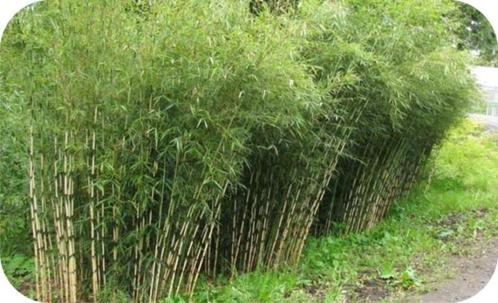 Bamboe Fargesia robusta Campbell, 11,- pst., woekert niet, Tuin en Terras, Planten | Bomen, In pot, Ophalen of Verzenden