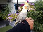 Handtamme valparkiet, Dieren en Toebehoren, Vogels | Parkieten en Papegaaien