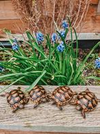 Schildpadden nakweek beschikbaar, Animaux & Accessoires, Reptiles & Amphibiens