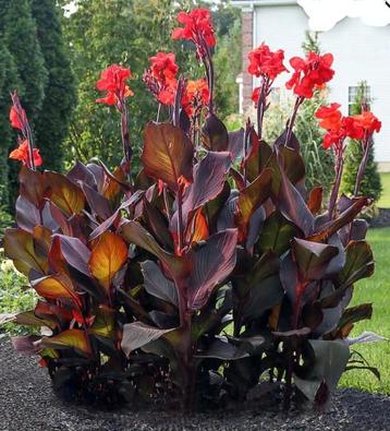 Planten  beschikbaar voor biedingen