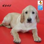 Labrador - Belgische pups te koop, Dieren en Toebehoren, Honden | Retrievers, Spaniëls en Waterhonden, België, 15 weken tot 1 jaar