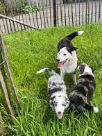 Raszuivere border collie pups, Dieren en Toebehoren, CDV (hondenziekte), Meerdere, 8 tot 15 weken, België