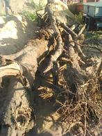 hout, Tuin en Terras, Brandhout, Ophalen of Verzenden