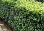 Ilex Crenata Caroline Upright - ideale buxusvervanger, Tuin en Terras, Planten | Struiken en Hagen, Verzenden, Hulst, Haag, Minder dan 100 cm