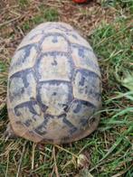 Griekse landschildpad vrouw, Dieren en Toebehoren, Reptielen en Amfibieën, Schildpad, 7 tot 10 jaar