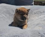 Shiba inu pup reutje, Dieren en Toebehoren, Honden | Poolhonden, Keeshonden en Oertypen, België, Reu, CDV (hondenziekte), 8 tot 15 weken