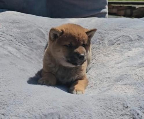Shiba inu pup reutje, Dieren en Toebehoren, Honden | Poolhonden, Keeshonden en Oertypen, Reu, Fokker | Professioneel, Eén hond