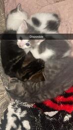 Chat à donner, Enlèvement, Comme neuf